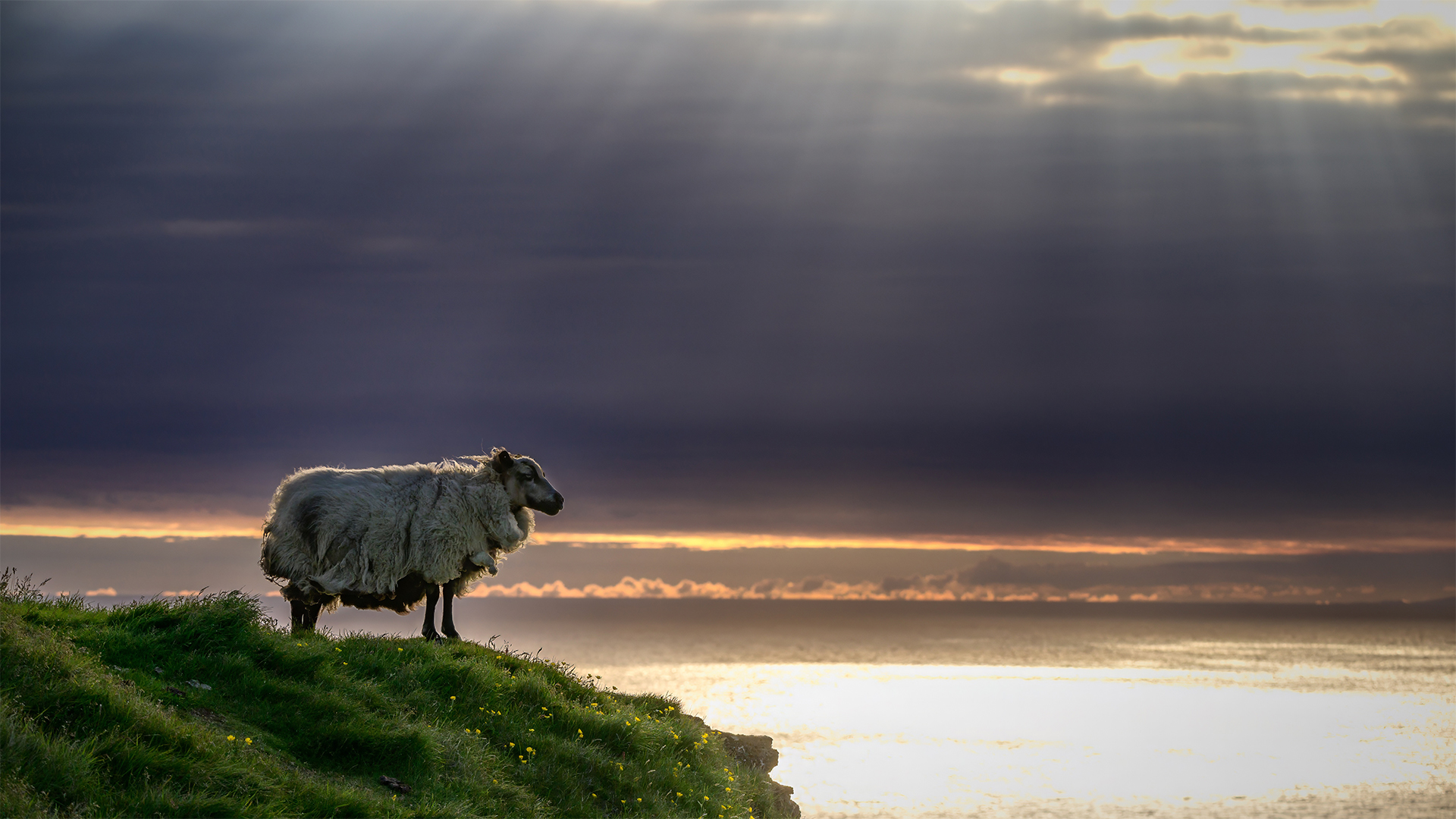 sheep iceland