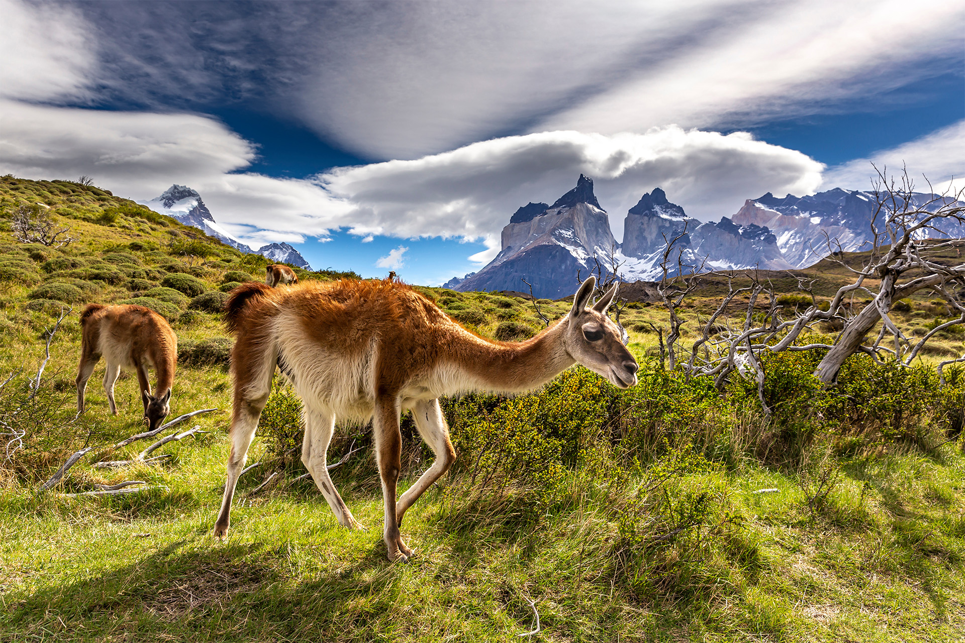 guanaco south american ungulate llama patagonina