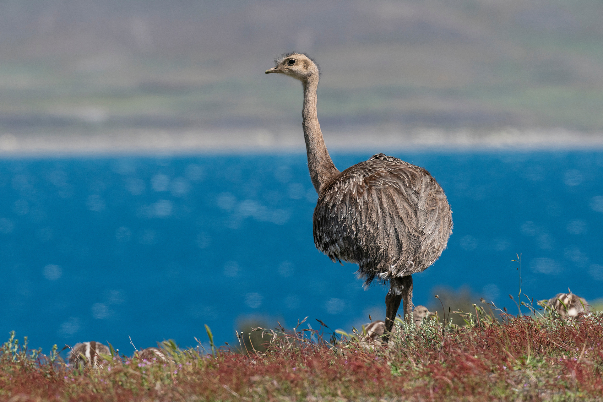 Lesser Rhea patagonia south american ostrich