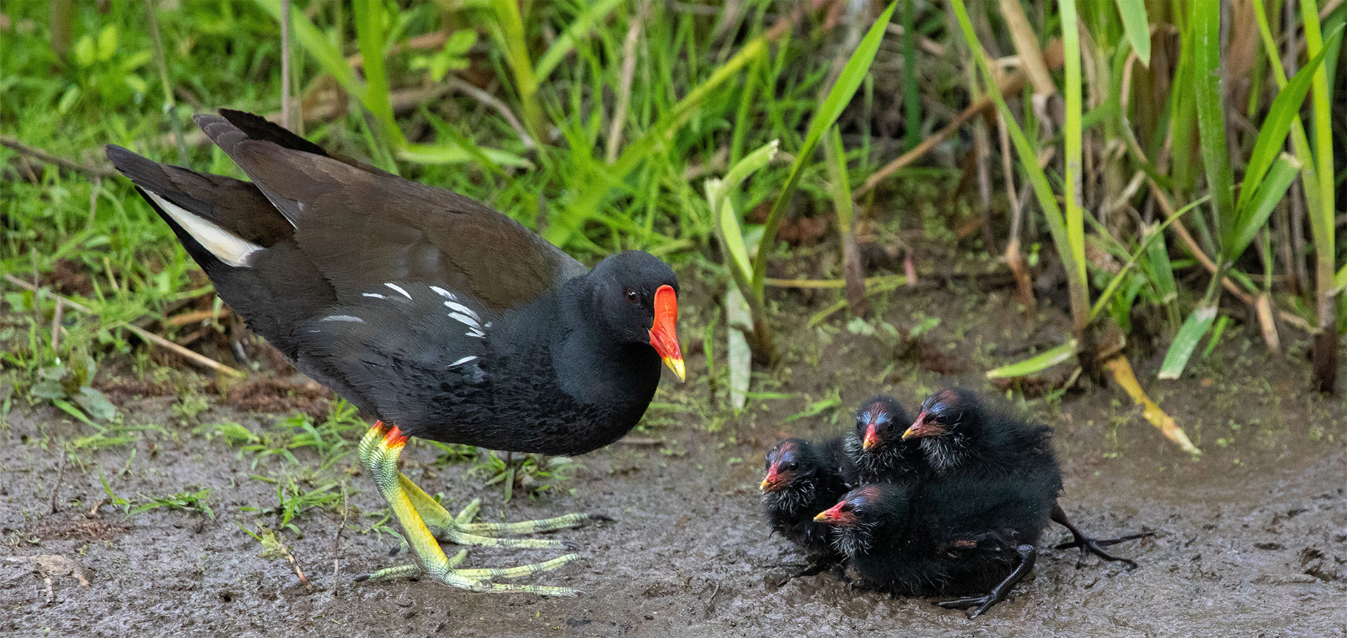 Mother bird and her chicks in Cotswolds England UK