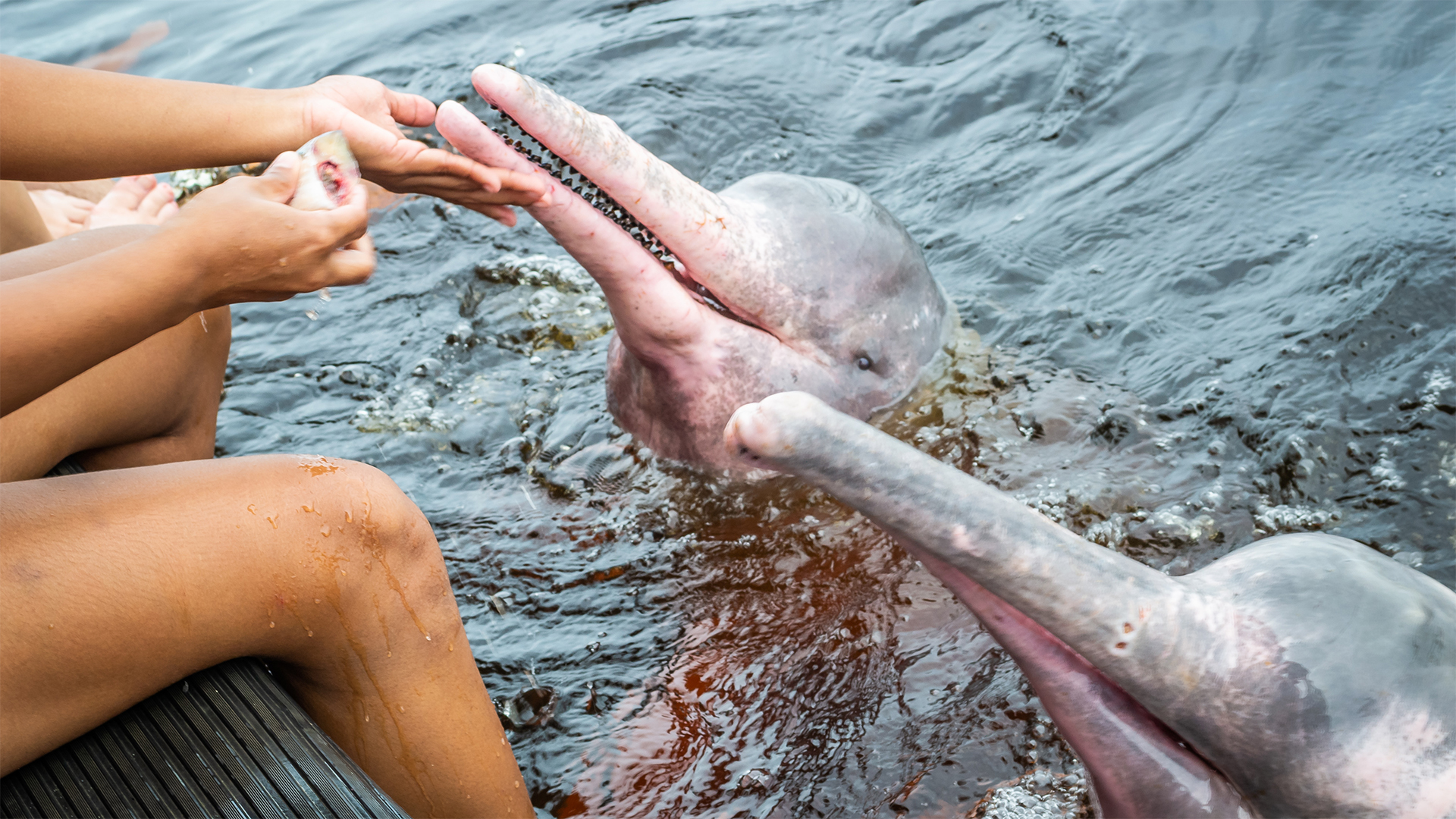 amazon river pink dolphin local communities conservation