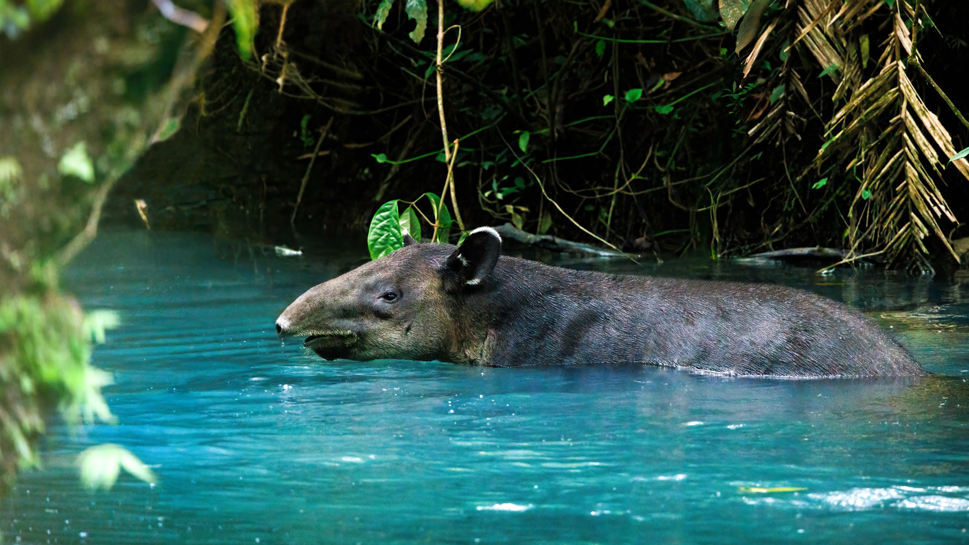 Baird's tapir (Tapirus bairdii) swimming in Rio Tenorio river in