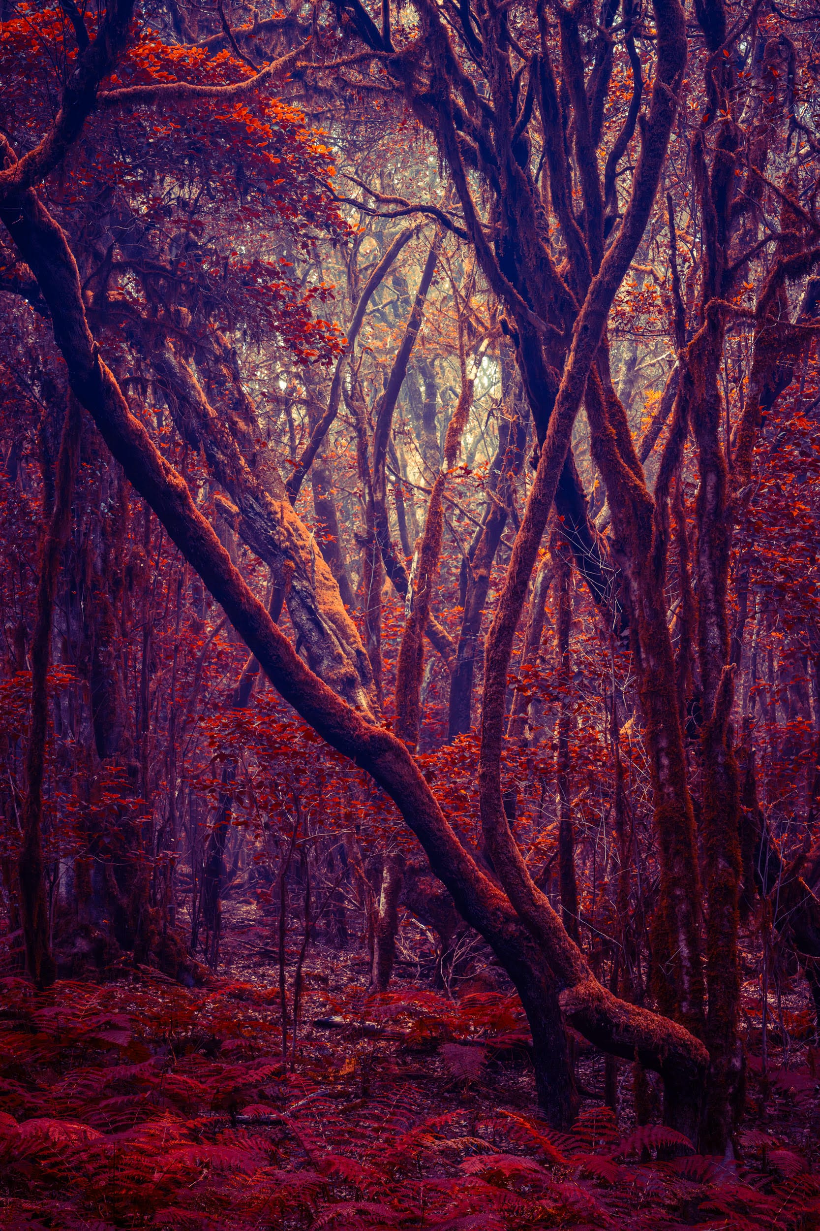a photograph of a forest with uncanny colors in magenta and orange