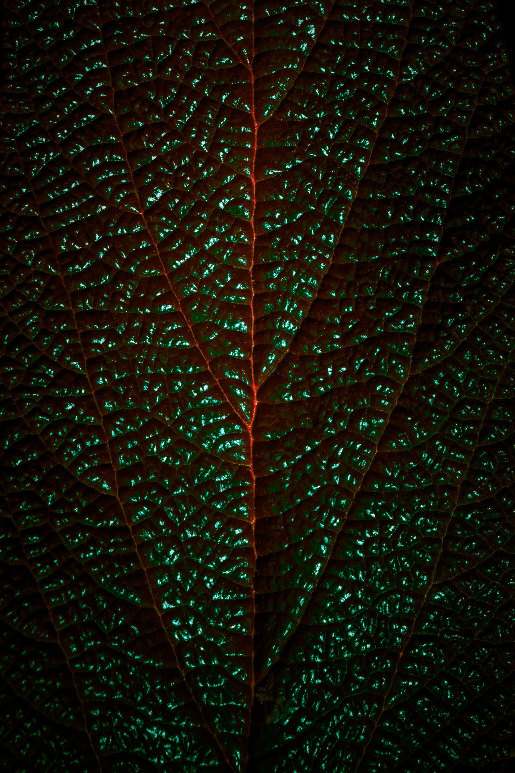 a photograph of the veins of a large leaf